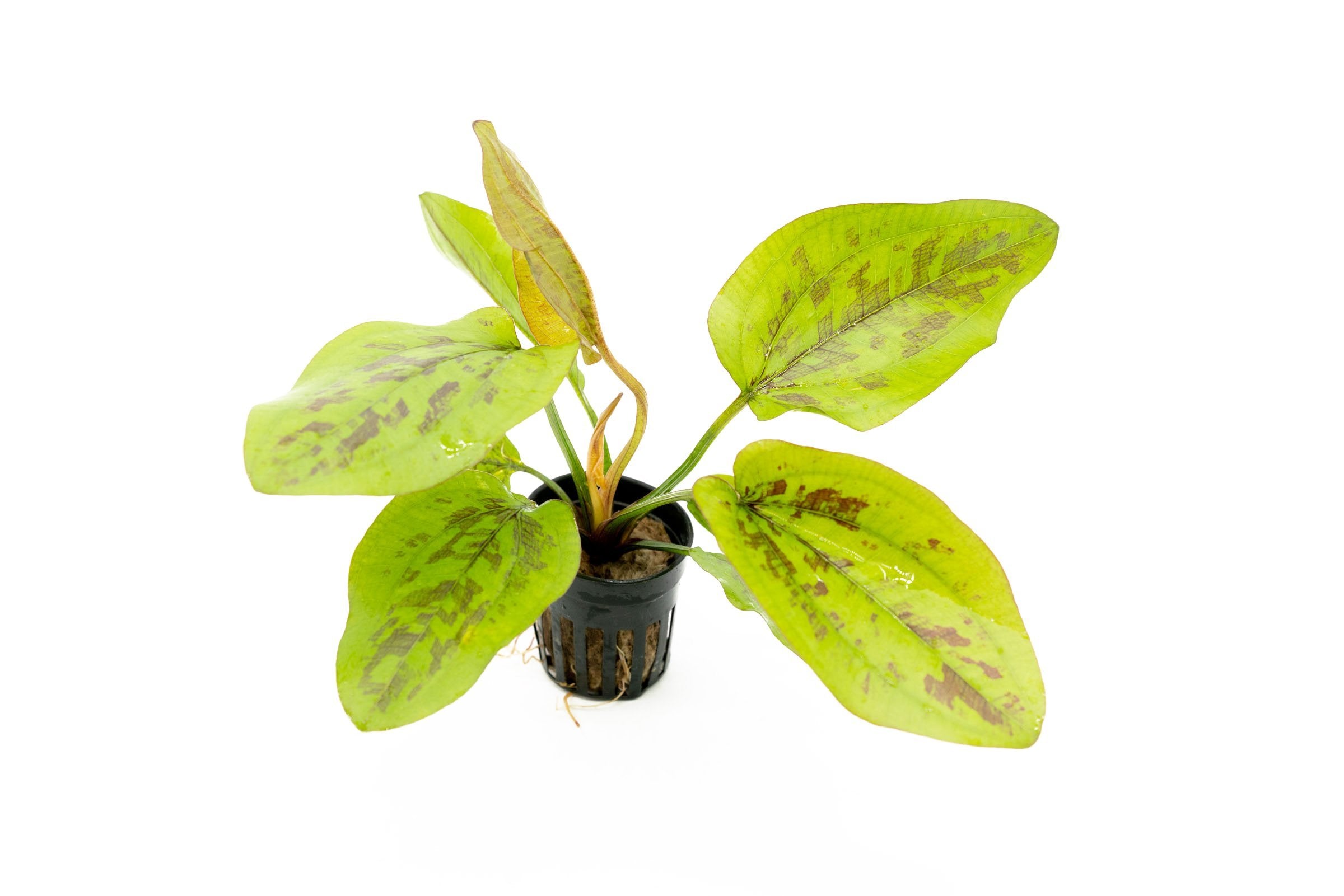 Anubias Nana & Christmas Moss - UNS Foresta Mat - Shop Buce Plant