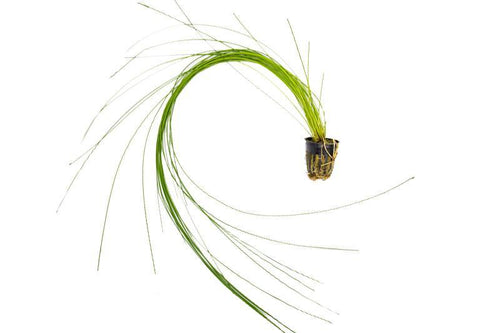Eleocharis montevidensis (Giant Hair grass)
