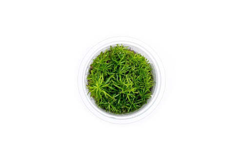 Eusteralis Stellata / Pogostemon Stellatus Aquatic Farmer Tissue Culture