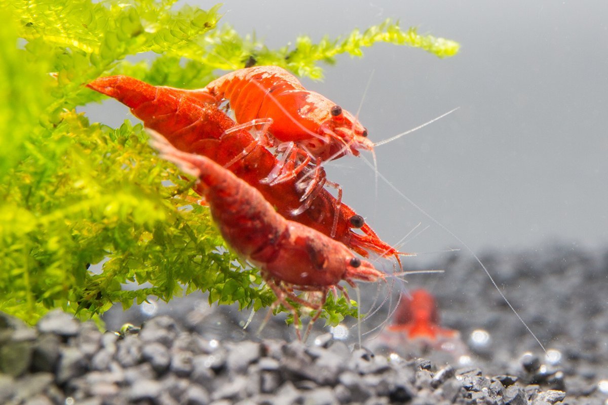 red cherry shrimp farming