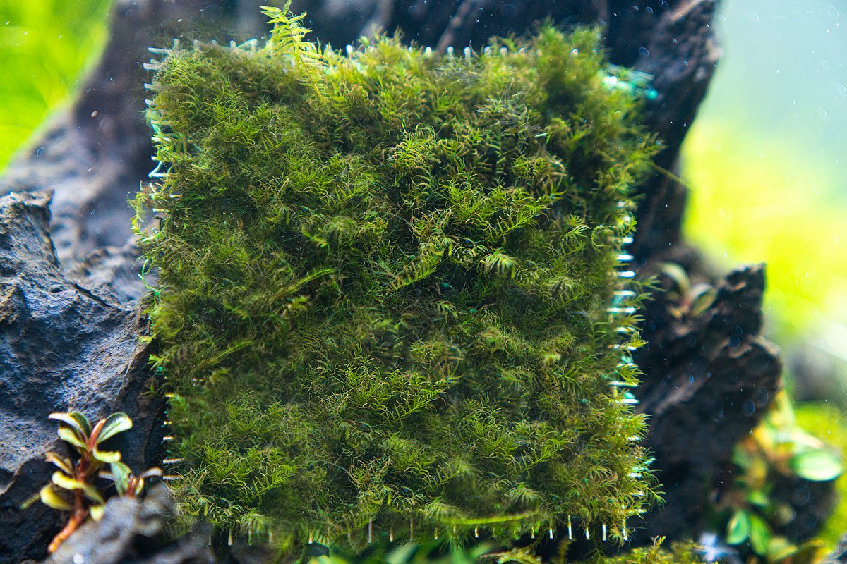 Fissidens Fontanus on Stainless Steel (Large) Aquarium Plant — Buce Plant