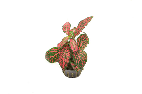 Fittonia Albivenis Red