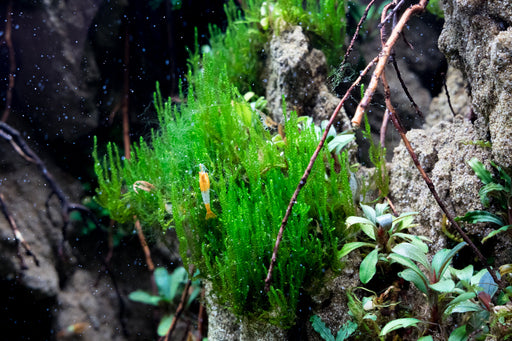 IC808 ADA Tissue Culture - Peacock Moss (Taxiphyllum sp. 'Peacock) (cup  size: short)