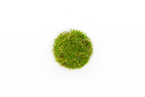 Glossostigma Elatinoides Aquatic Farmer Tissue Culture