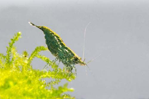 Green Jade Shrimp