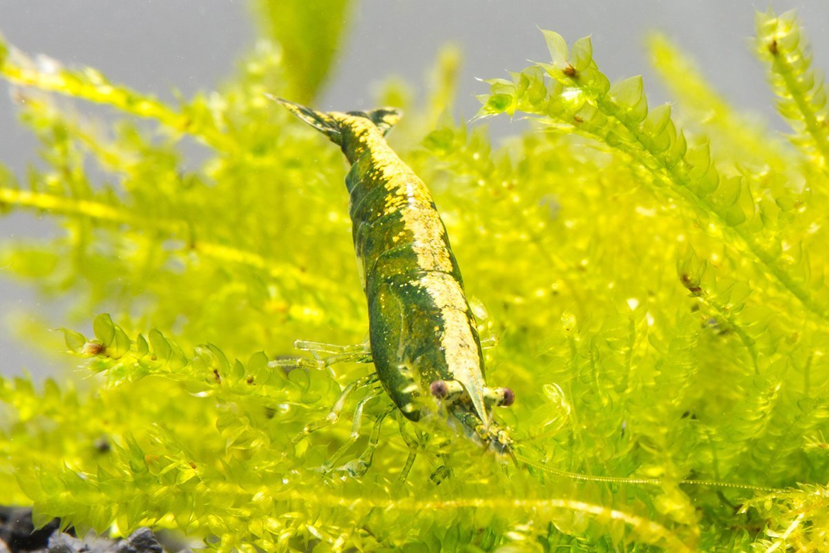 Green Jade Shrimp | Buce Plant