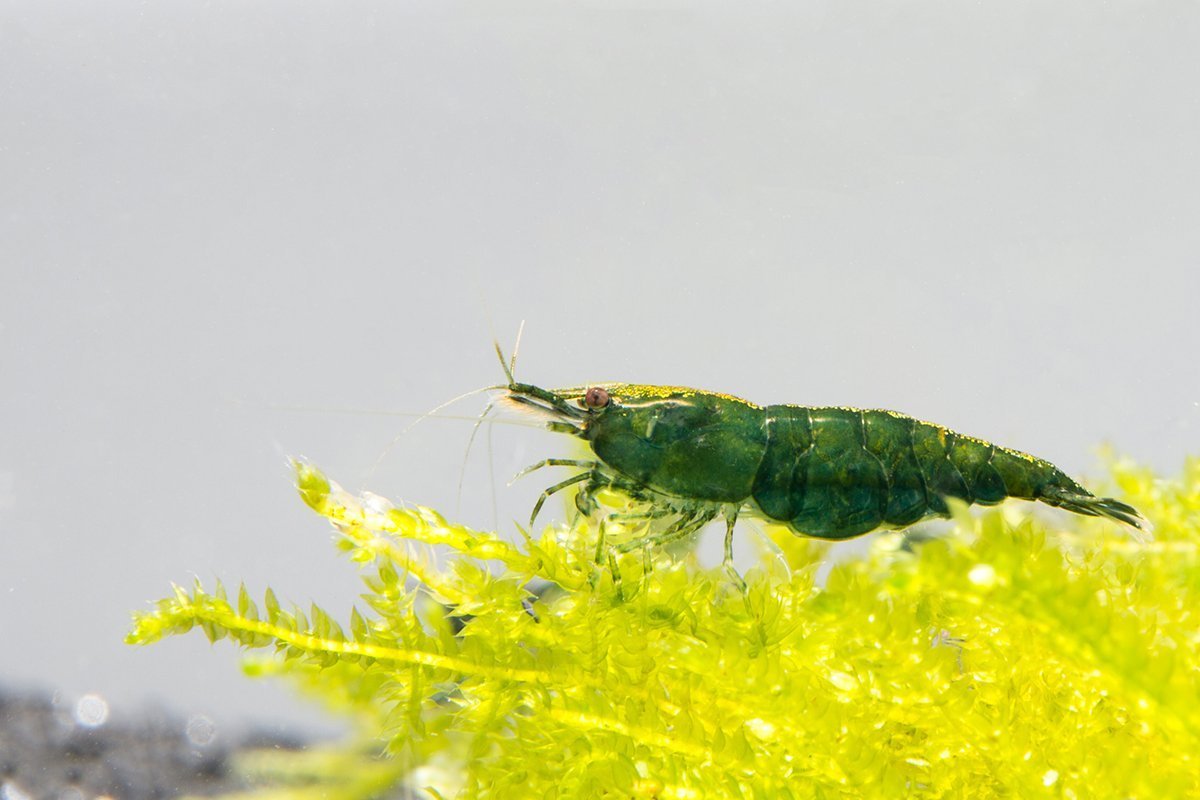 Green Jade Shrimp | Buce Plant