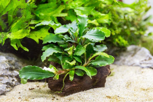 Bucephalandra Green Wavy Aquarium Plant — Buce Plant