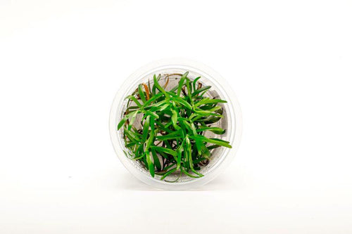 Heteranthera Zosterifolia Aquatic Farmer Tissue Culture