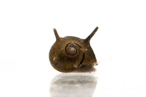 Horned Nerite Snails