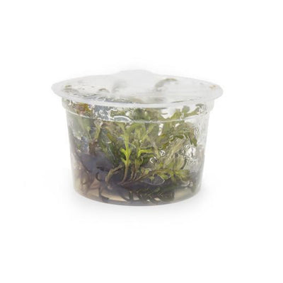 Hygrophila Pinnatifida Tropica 1 2 Grow Tissue Culture Buce Plant