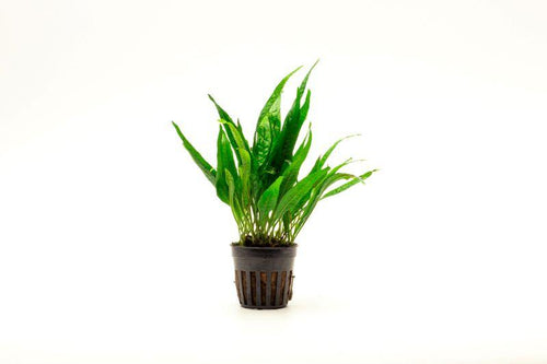 Java Fern Black Forest