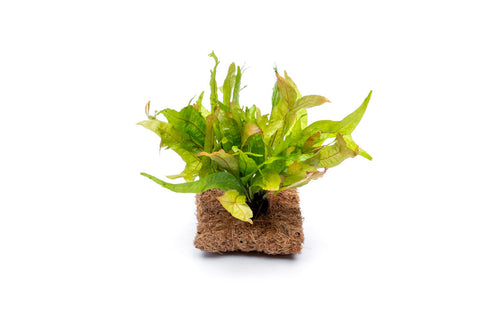 Java Fern Fishtail Mat