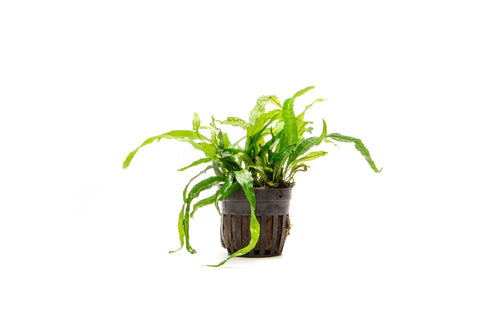 Java Fern Narrow Mini