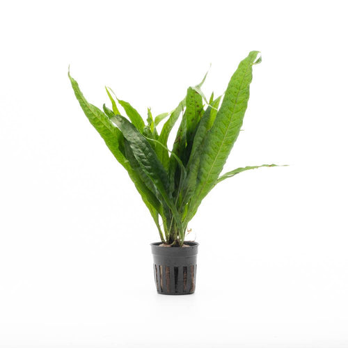 Java Fern Philippine