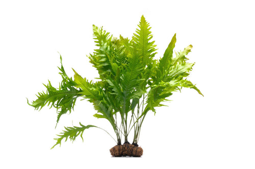 Java Fern Sunrise on Large Mat