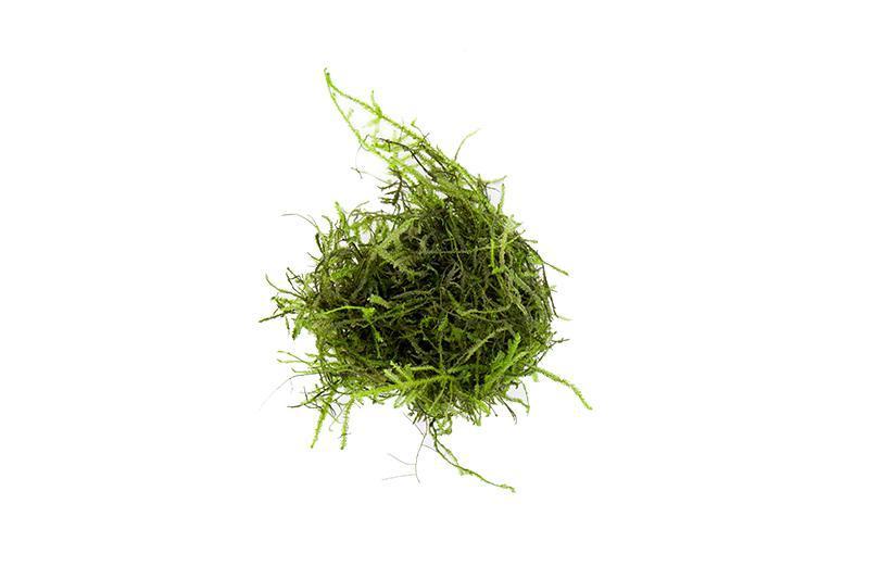 Java Moss on Driftwood — Buce Plant