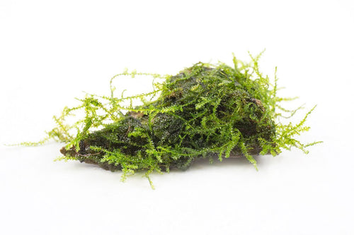 Java Moss on Driftwood