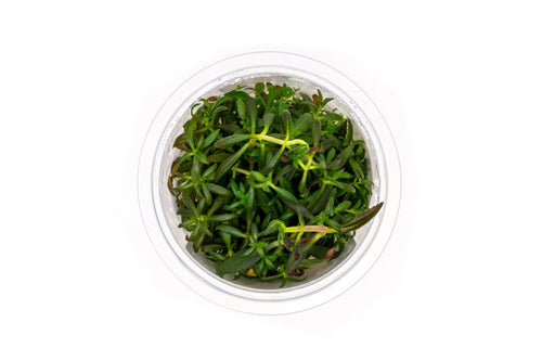 Limnophila Aromatica Aquatic Farmer Tissue Culture