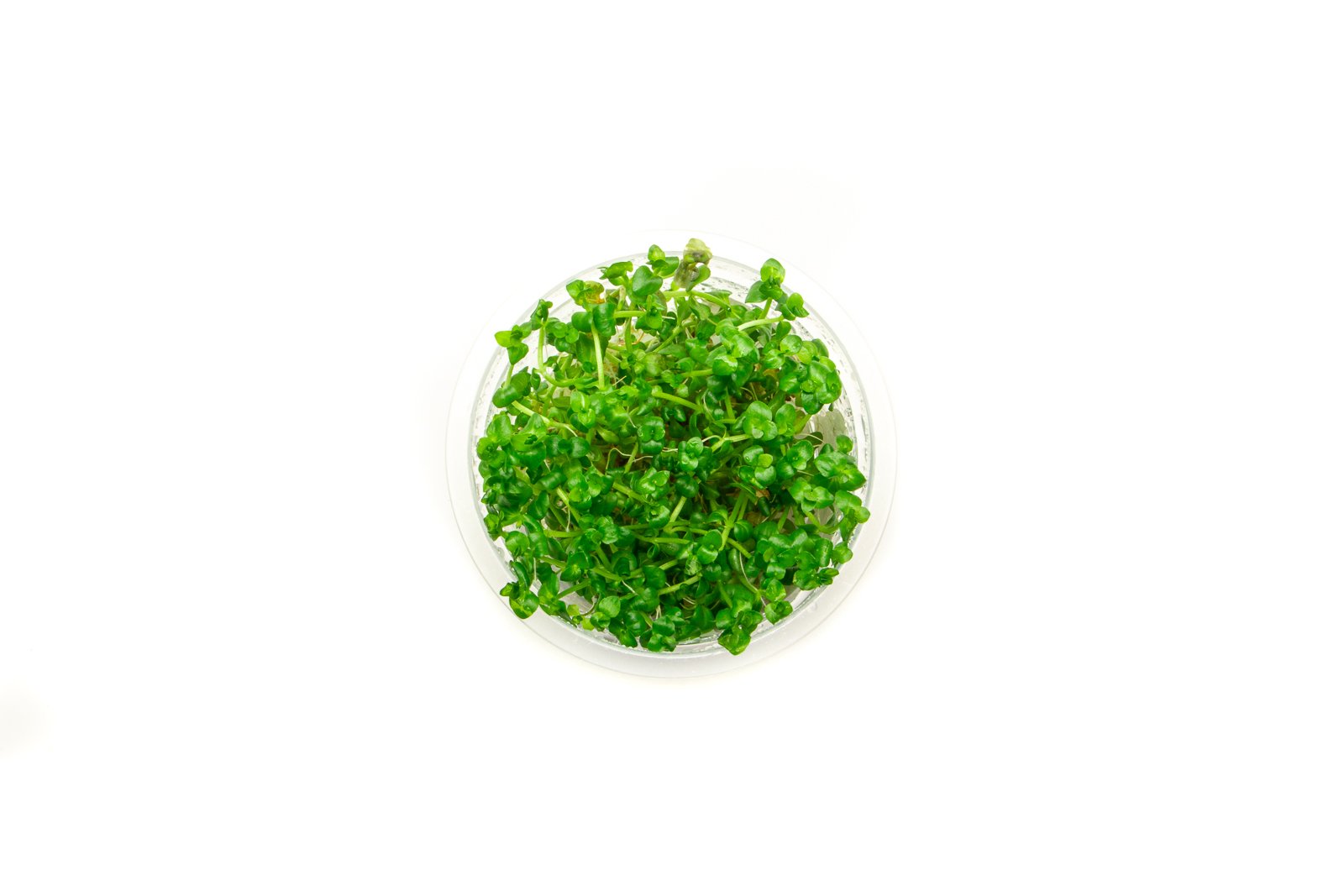 Lindernia Rotundifolia, Live Aquarium Plants – PearlingPlants