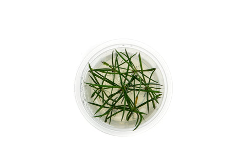 Littorella Uniflora Aquatic Farmer Tissue Culture