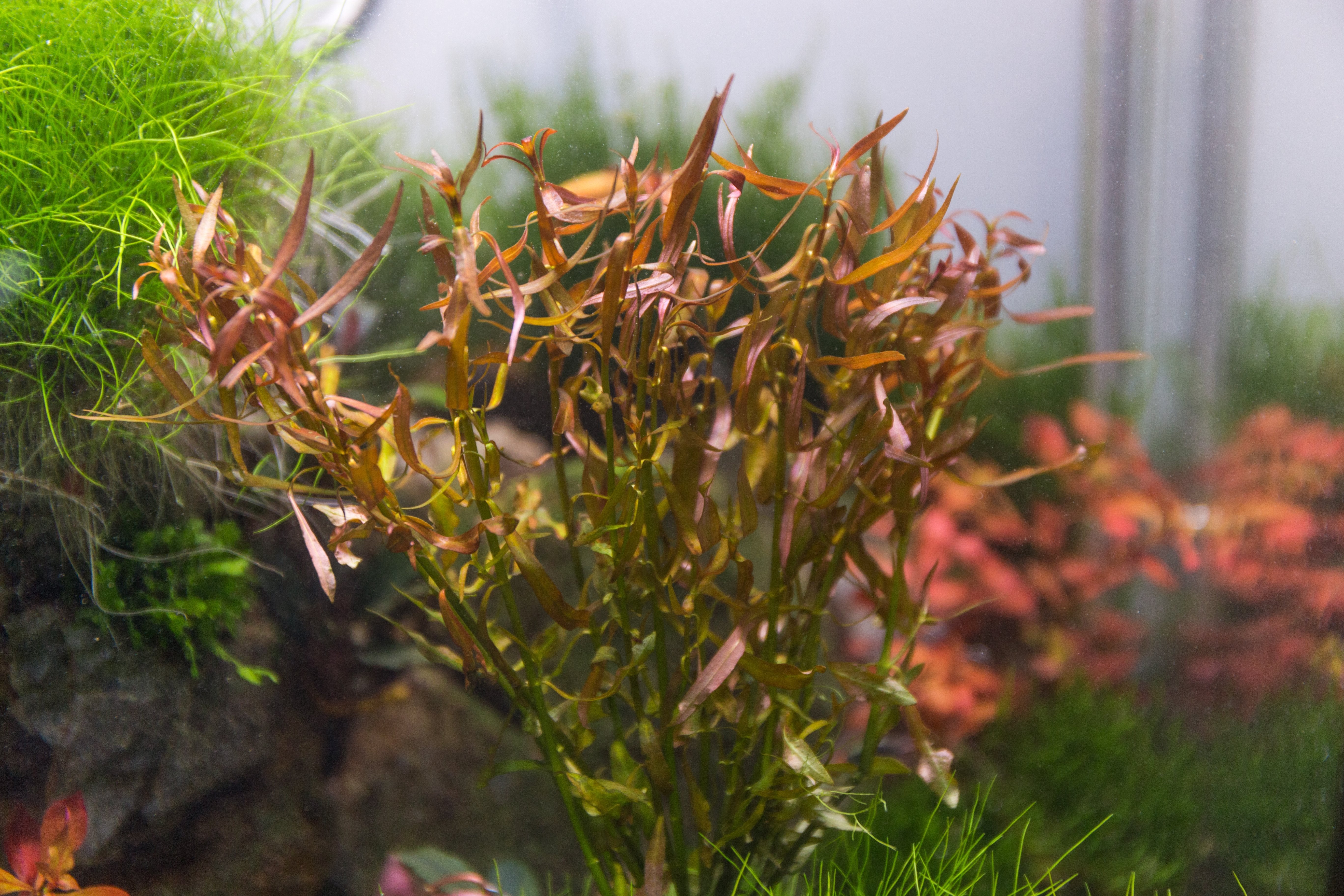 Ludwigia Brevipes Aquarium Plant for Planted Tank — Buce Plant