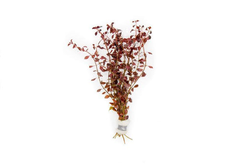 Ludwigia Natans Super Red