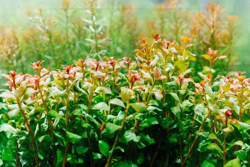 Limnophila Aromatica — Buce Plant