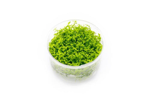 Micranthemum Micranthemoides (Pearl Weed) UNS Tissue Culture