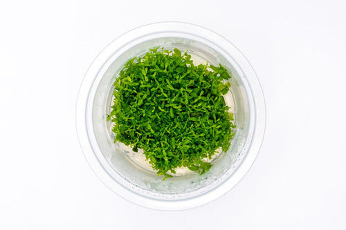 Micranthemum Monte Carlo Aquatic Farmer Tissue Culture