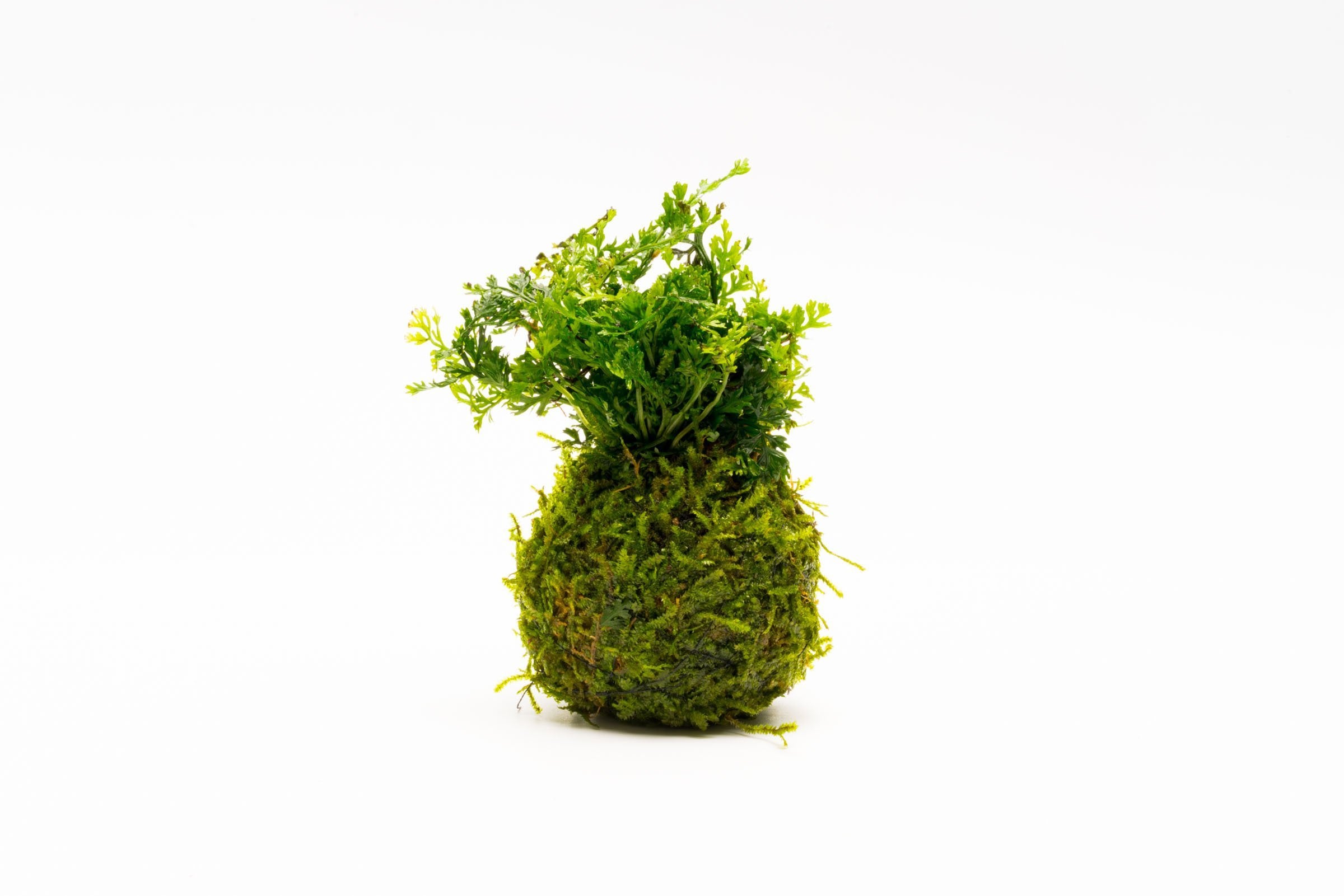 Mini Christmas Moss — Buce Plant