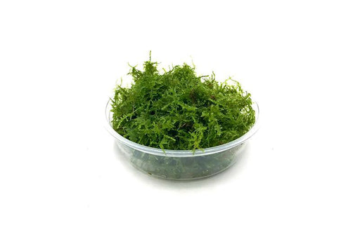 Christmas Moss Aquarium Plant — Buce Plant