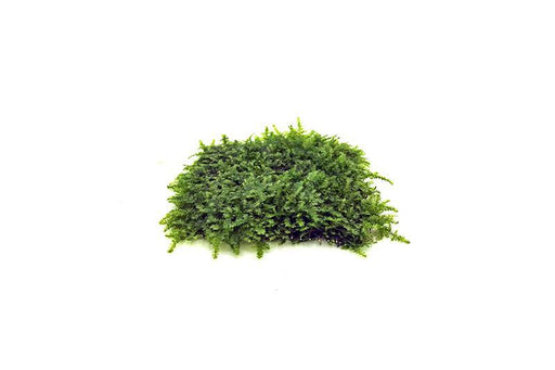 Christmas Moss Cup – Your Fish Stuff