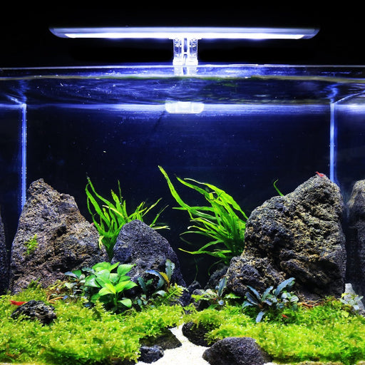 Java Moss Coconut Cave | Aquarium Plants Factory