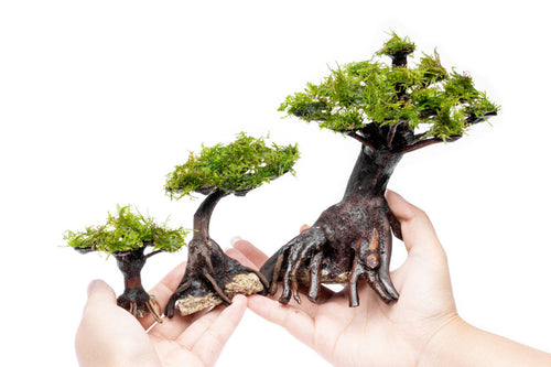 Moss on Bonsai Tree