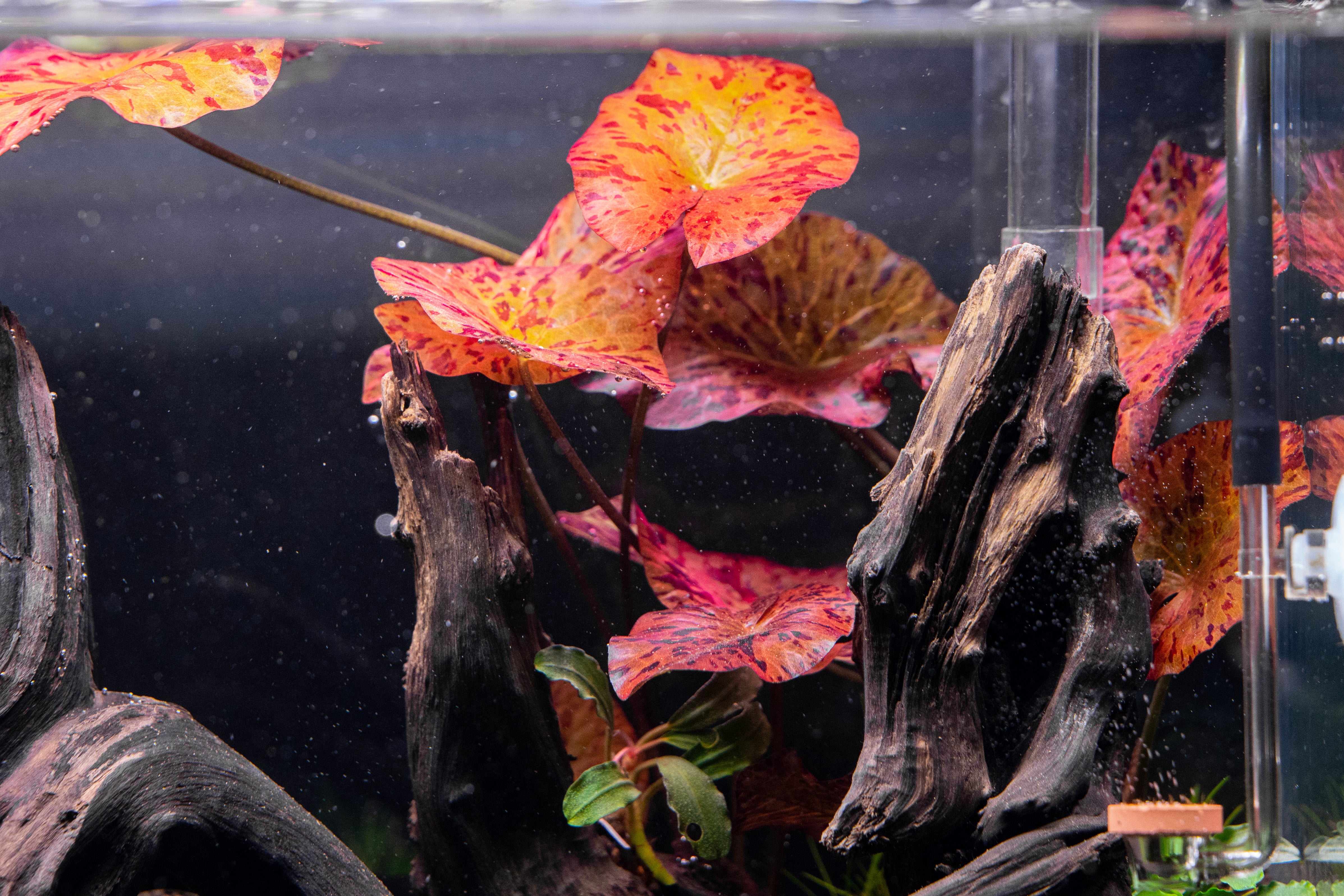 Refinement månedlige Foresee Nymphaea Tiger Lotus Aquarium Plant — Buce Plant