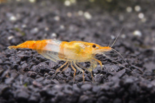 Sunkist Orange Shrimp — Buce Plant