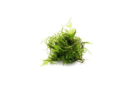 Christmas Moss Aquarium Plant — Buce Plant