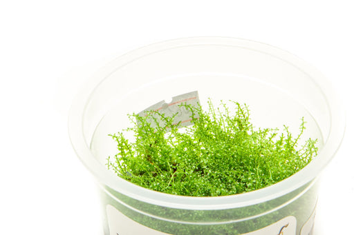 Moss Aquarium Plant Buce Plant