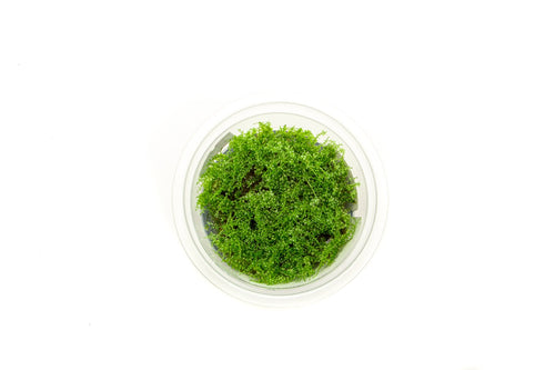 Pearl Moss Aquatic Farmer Tissue Culture