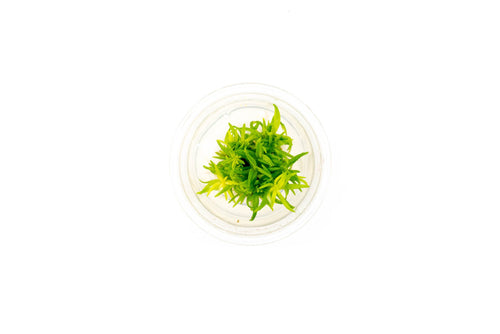 Pogostemon Erectus Tissue Culture - Small Cup