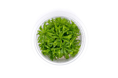 Pogostemon Helferi 'Downoi' Aquatic Farmer Tissue Culture