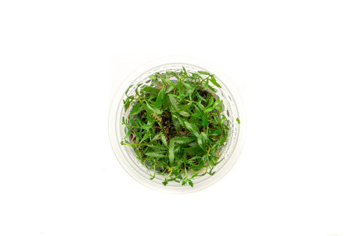 Proserpinaca Palustris Aquatic Farmer Tissue Culture