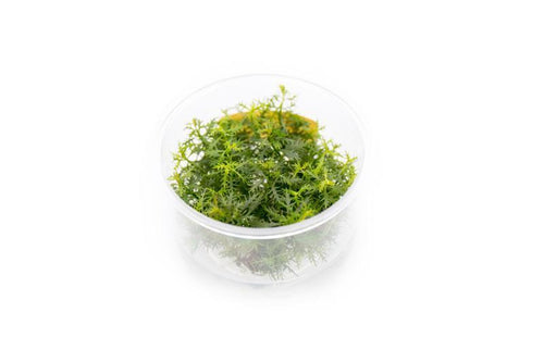 Proserpinaca Palustris UNS Tissue Culture