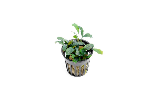 Bucephalandra Velvet 3 Color Pot — Buce Plant