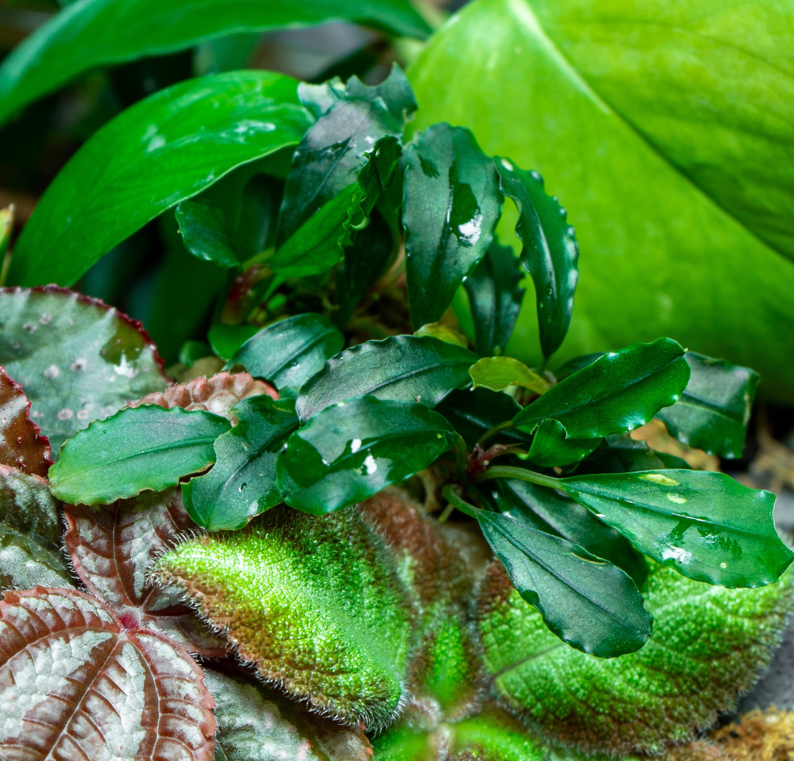 Bucephalandra Red Blade Pot — Buce Plant