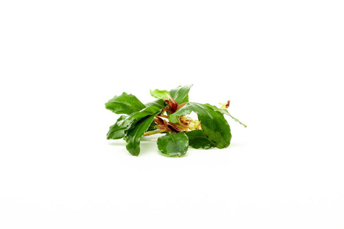 Bucephalandra Red Cherry — Buce Plant