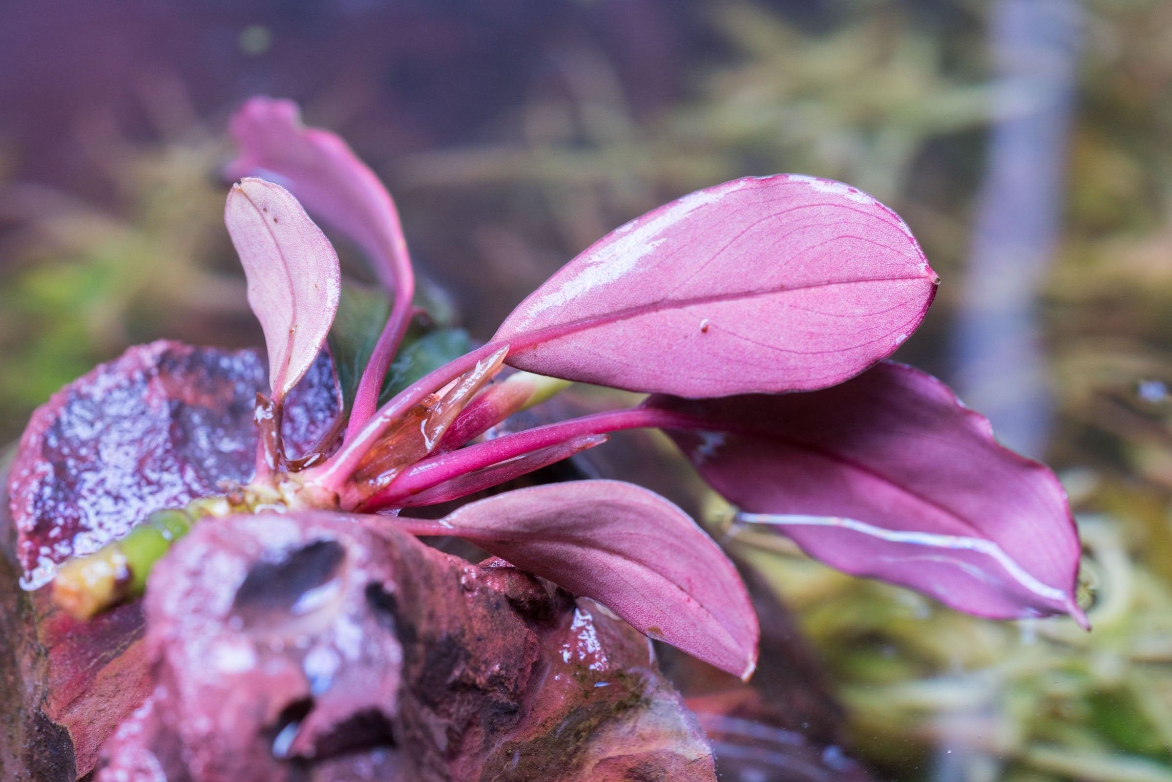 Bucephalandra Red Under Aquarium Plant — Buce Plant