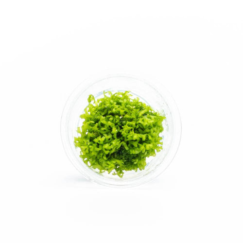 Riccia Fluitans Tissue Culture - Small Cup