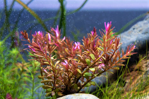 5 Aquarium Plants That Make the Terrarium Cut — Buce Plant